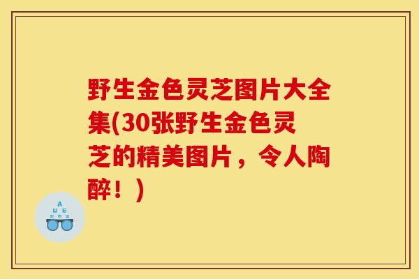 野生金色灵芝图片大全集(30张野生金色灵芝的精美图片，令人陶醉！)