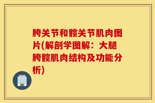胯关节和髋关节肌肉图片(解剖学图解：大腿胯髋肌肉结构及功能分析)