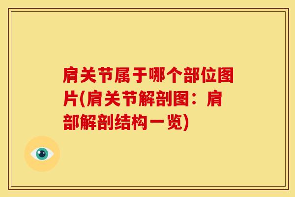 肩关节属于哪个部位图片(肩关节解剖图：肩部解剖结构一览)