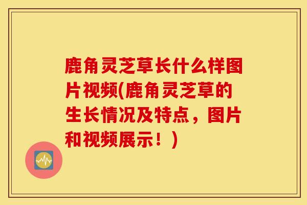鹿角灵芝草长什么样图片视频(鹿角灵芝草的生长情况及特点，图片和视频展示！)