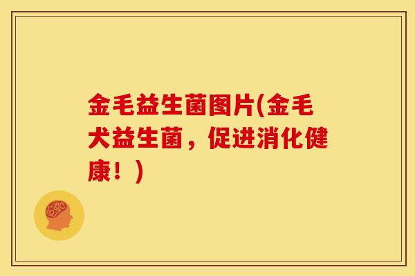 金毛益生菌图片(金毛犬益生菌，促进消化健康！)