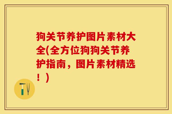 狗关节养护图片素材大全(全方位狗狗关节养护指南，图片素材精选！)