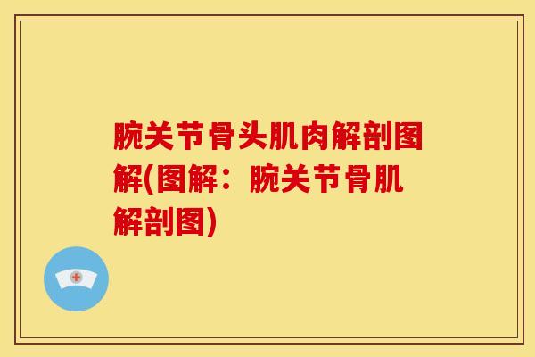 腕关节骨头肌肉解剖图解(图解：腕关节骨肌解剖图)