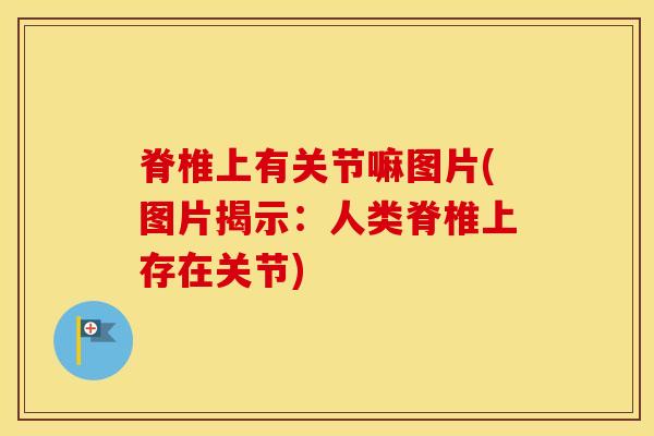 脊椎上有关节嘛图片(图片揭示：人类脊椎上存在关节)