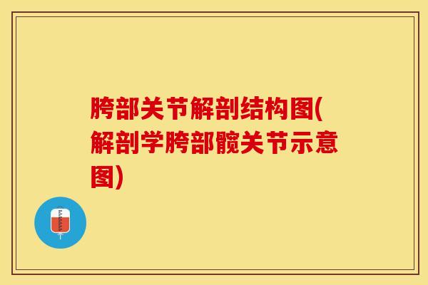 胯部关节解剖结构图(解剖学胯部髋关节示意图)