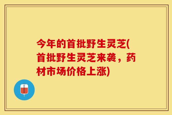 今年的首批野生灵芝(首批野生灵芝来袭,药材市场价格上涨) 今年的首批野生灵芝(首批野生灵芝来袭,药材市场价格上涨)