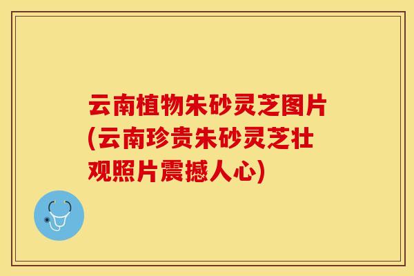 云南植物朱砂灵芝图片(云南珍贵朱砂灵芝壮观照片震撼人心)
