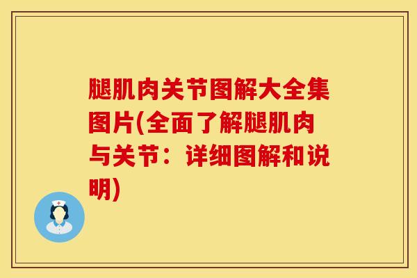 腿肌肉关节图解大全集图片(全面了解腿肌肉与关节：详细图解和说明)