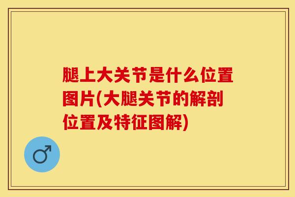 腿上大关节是什么位置图片(大腿关节的解剖位置及特征图解)
