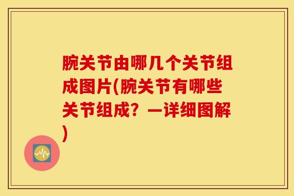 腕关节由哪几个关节组成图片(腕关节有哪些关节组成？—详细图解)