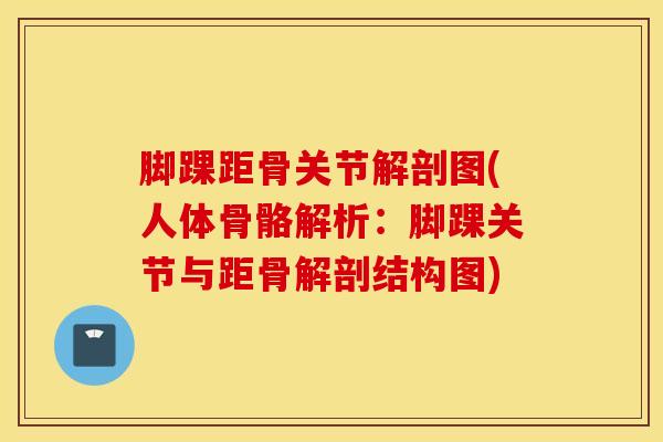 脚踝距骨关节解剖图(人体骨骼解析：脚踝关节与距骨解剖结构图)