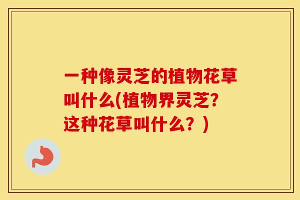 一种像灵芝的植物花草叫什么(植物界灵芝？这种花草叫什么？)
