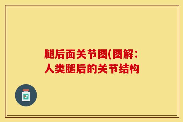 腿后面关节图(图解：人类腿后的关节结构