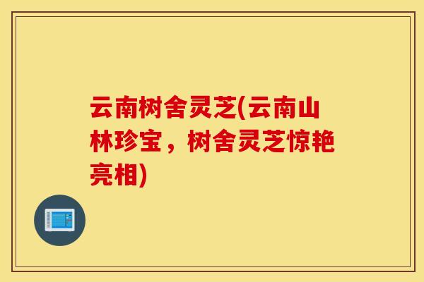 云南树舍灵芝(云南山林珍宝，树舍灵芝惊艳亮相)