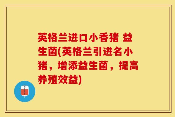 英格兰进口小香猪 益生菌(英格兰引进名小猪，增添益生菌，提高养殖效益)