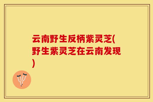 云南野生反柄紫灵芝(野生紫灵芝在云南发现)