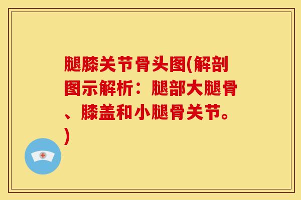 腿膝关节骨头图(解剖图示解析:腿部大腿骨、膝盖和小腿骨关节。) 腿膝关节骨头图(解剖图示解析:腿部大腿骨、膝盖和小腿骨关节。)
