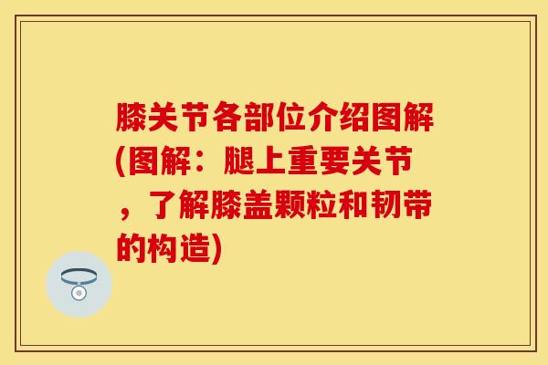 膝关节各部位介绍图解(图解：腿上重要关节，了解膝盖颗粒和韧带的构造)