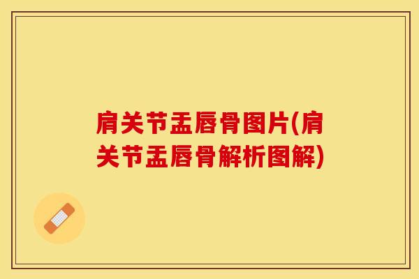 肩关节盂唇骨图片(肩关节盂唇骨解析图解)