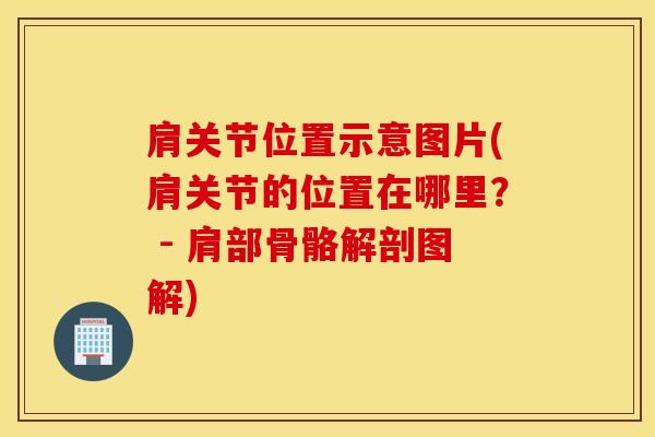 肩关节位置示意图片(肩关节的位置在哪里？ - 肩部骨骼解剖图解)