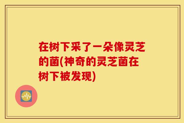 在树下采了一朵像灵芝的菌(神奇的灵芝菌在树下被发现)