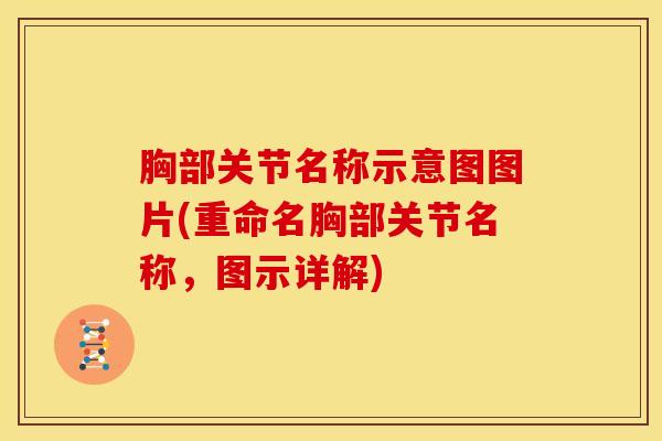 胸部关节名称示意图图片(重命名胸部关节名称，图示详解)