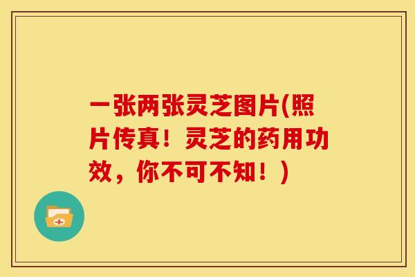 一张两张灵芝图片(照片传真！灵芝的药用功效，你不可不知！)