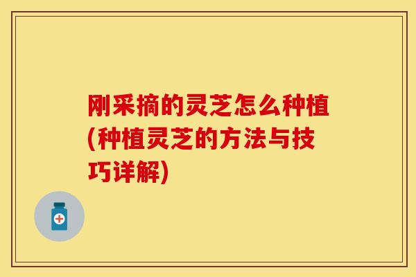刚采摘的灵芝怎么种植(种植灵芝的方法与技巧详解)