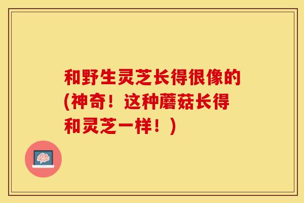 和野生灵芝长得很像的(神奇！这种蘑菇长得和灵芝一样！)