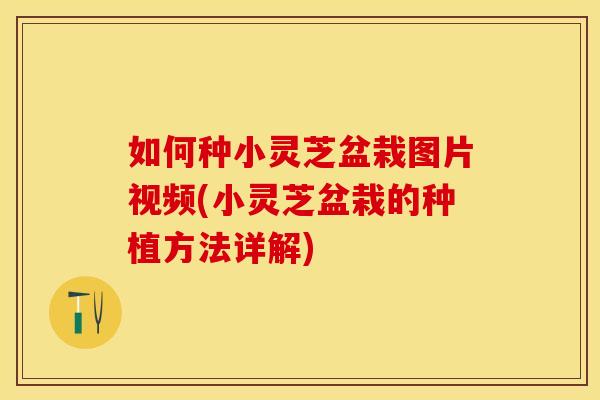 如何种小灵芝盆栽图片视频(小灵芝盆栽的种植方法详解) 如何种小灵芝盆栽图片视频(小灵芝盆栽的种植方法详解)