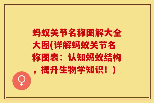 蚂蚁关节名称图解大全大图(详解蚂蚁关节名称图表：认知蚂蚁结构，提升生物学知识！)