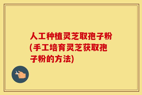 人工种植灵芝取孢子粉(手工培育灵芝获取孢子粉的方法)