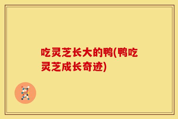 吃灵芝长大的鸭(鸭吃灵芝成长奇迹)