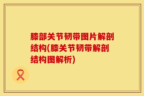 膝部关节韧带图片解剖结构(膝关节韧带解剖结构图解析)
