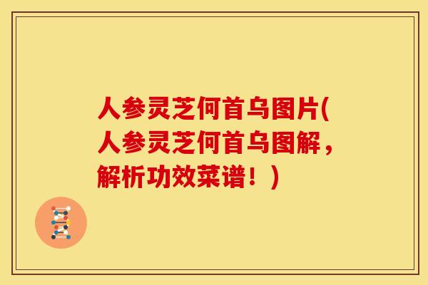 人参灵芝何首乌图片(人参灵芝何首乌图解，解析功效菜谱！)