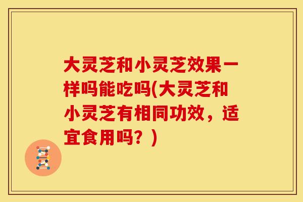 大灵芝和小灵芝效果一样吗能吃吗(大灵芝和小灵芝有相同功效,适宜食用吗?) 大灵芝和小灵芝效果一样吗能吃吗(大灵芝和小灵芝有相同功效,适宜食用吗?)