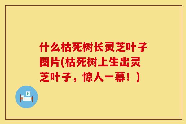 什么枯死树长灵芝叶子图片(枯死树上生出灵芝叶子，惊人一幕！)