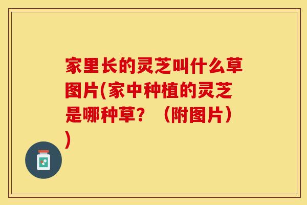 家里长的灵芝叫什么草图片(家中种植的灵芝是哪种草？（附图片）)
