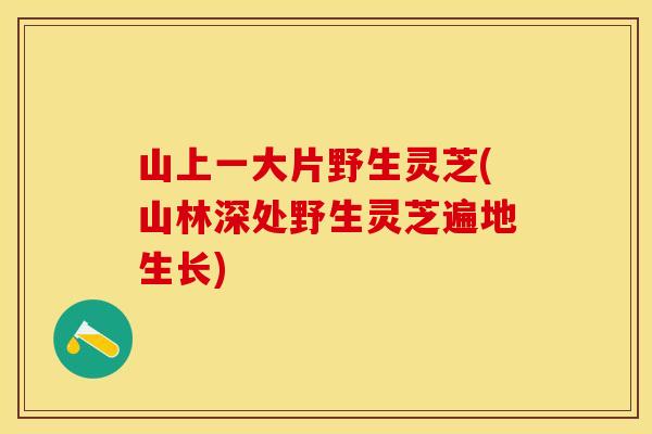 山上一大片野生灵芝(山林深处野生灵芝遍地生长)