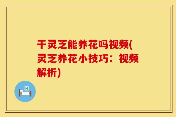 干灵芝能养花吗视频(灵芝养花小技巧：视频解析)
