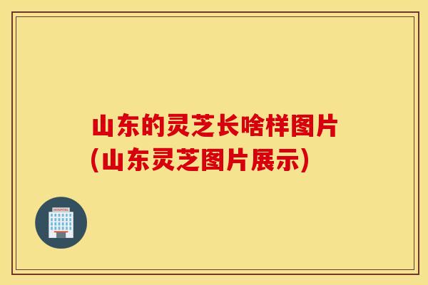 山东的灵芝长啥样图片(山东灵芝图片展示)