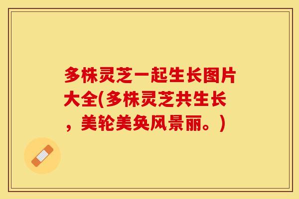 多株灵芝一起生长图片大全(多株灵芝共生长，美轮美奂风景丽。)
