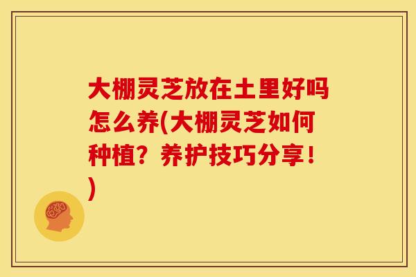 大棚灵芝放在土里好吗怎么养(大棚灵芝如何种植？养护技巧分享！)