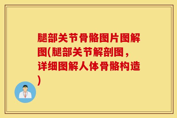 腿部关节骨骼图片图解图(腿部关节解剖图，详细图解人体骨骼构造)