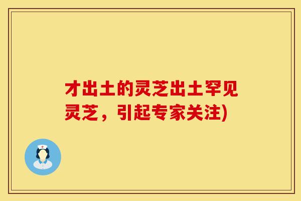 才出土的灵芝出土罕见灵芝，引起专家关注)