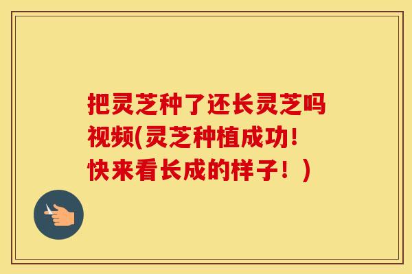 把灵芝种了还长灵芝吗视频(灵芝种植成功!快来看长成的样子!) 把灵芝种了还长灵芝吗视频(灵芝种植成功!快来看长成的样子!)