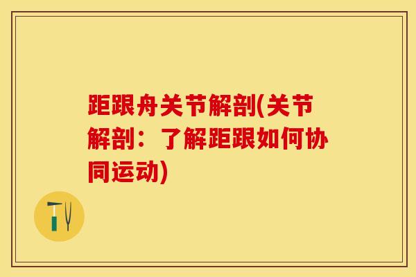 距跟舟关节解剖(关节解剖：了解距跟如何协同运动)