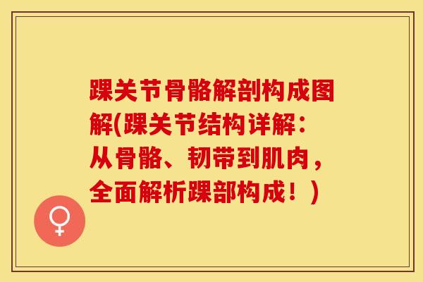 踝关节骨骼解剖构成图解(踝关节结构详解：从骨骼、韧带到肌肉，全面解析踝部构成！)