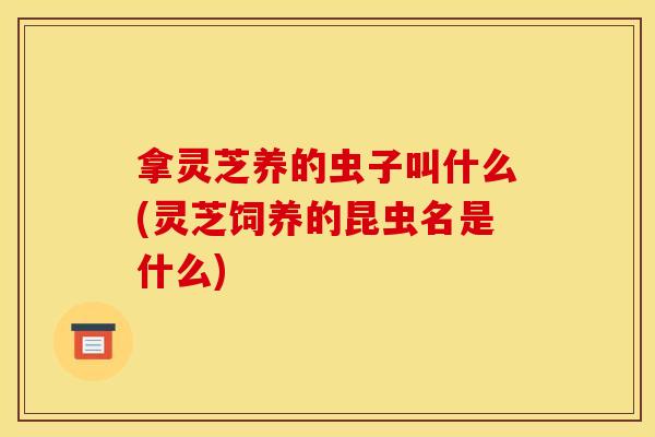 拿灵芝养的虫子叫什么(灵芝饲养的昆虫名是什么)