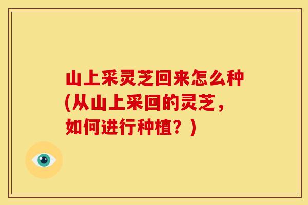 山上采灵芝回来怎么种(从山上采回的灵芝，如何进行种植？)